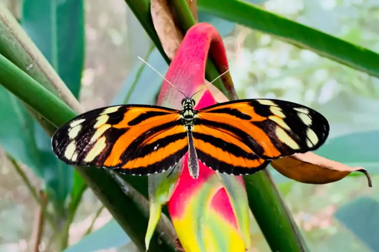 Butterfly at Maya Eden wildlife sanctuary on the Maya Eden, Beach and History Tour in Roatan